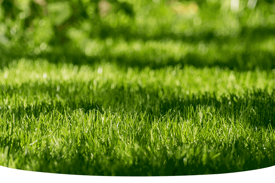 The best grass seed for shady areas