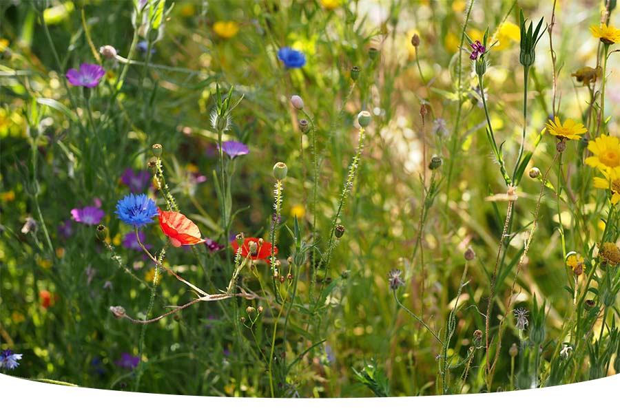 Tips for planting wildflower seeds