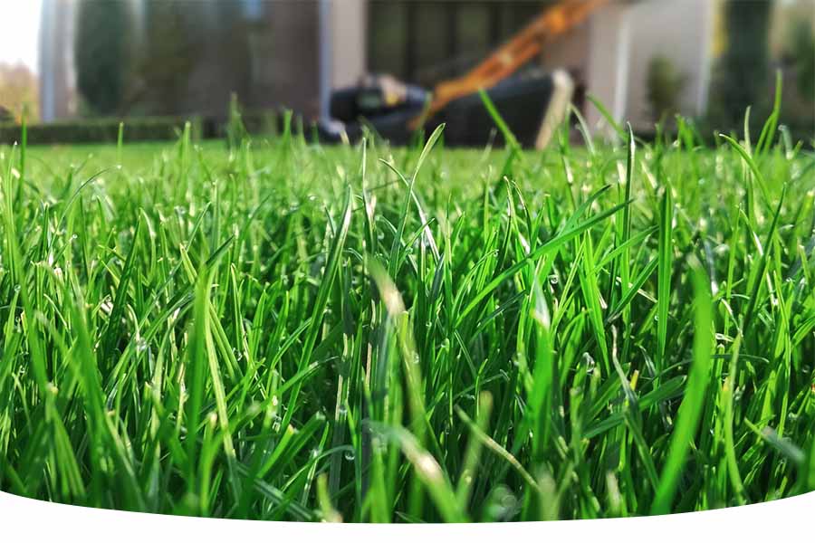 When is the best time to sow grass seed
