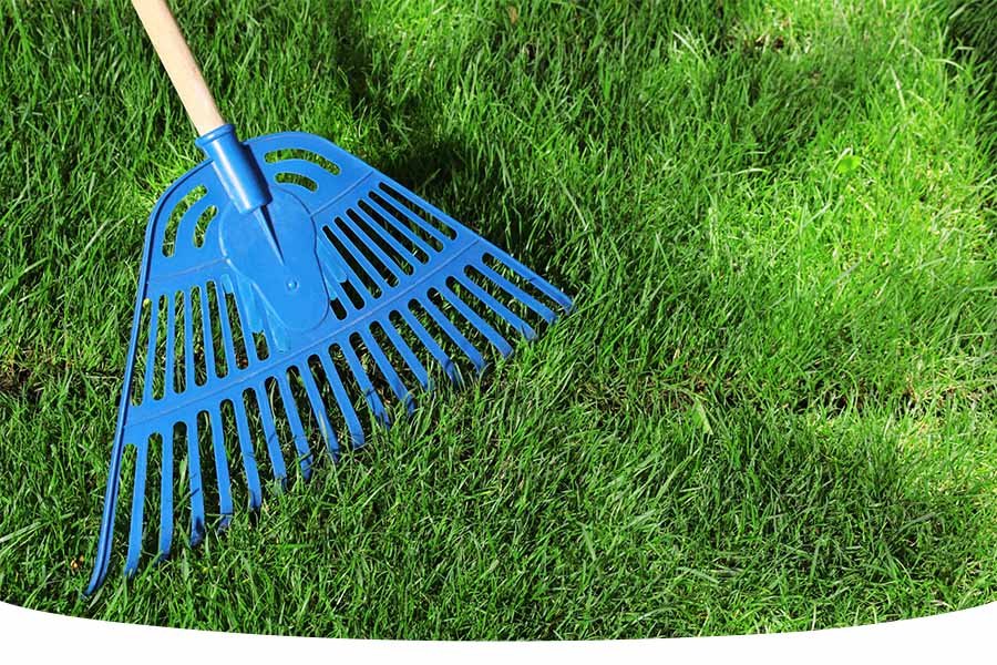 rake a lawn to remove grass