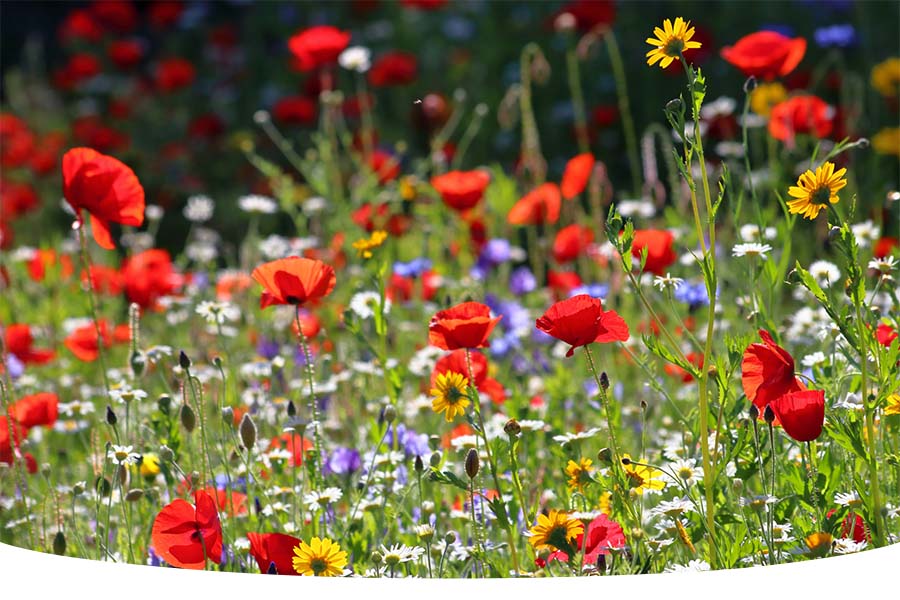 when to cut back your wildflower garden in UK