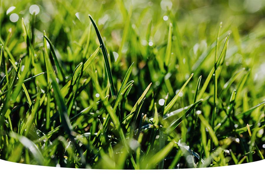 feeding grass on lawn with lawn food