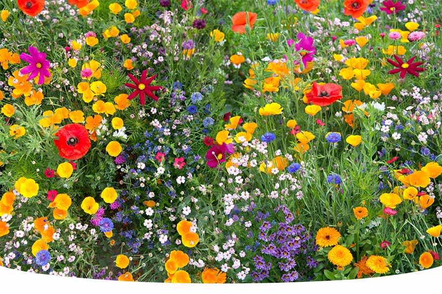 When to plant wildflower seeds UK