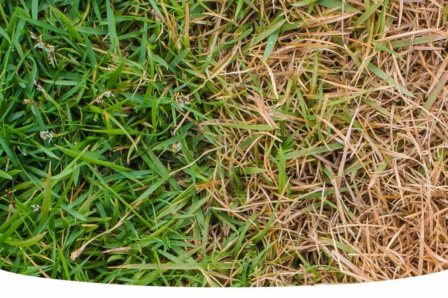 patch of garden lawn that is dying in patches