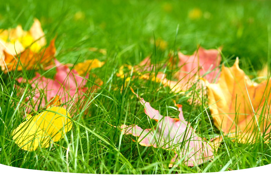 autumn leaves on garden grass needing lawn food