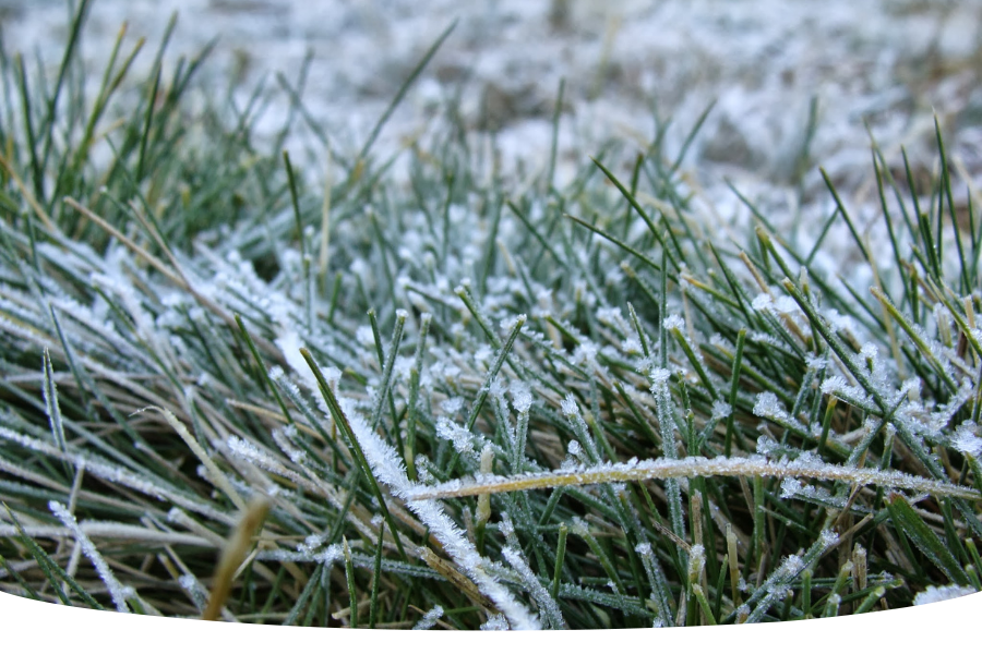 frozen and frosty garden lawn tips in winter