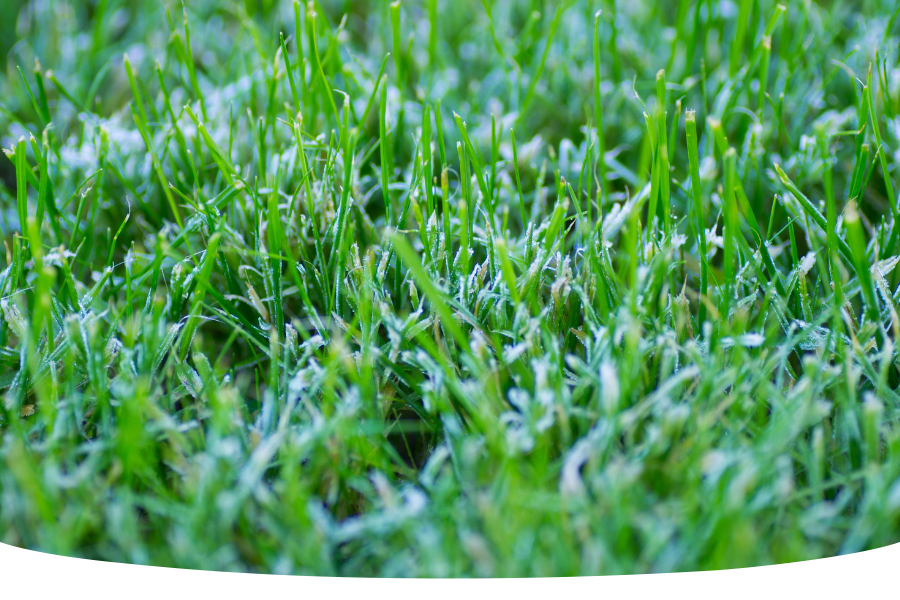 frosty lawn grass after winter