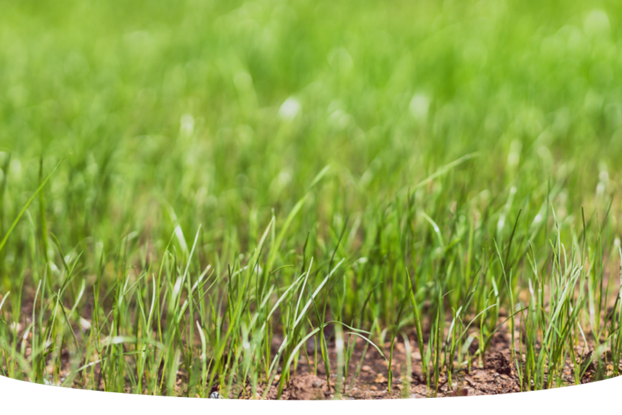 Can I sow grass seed in August?