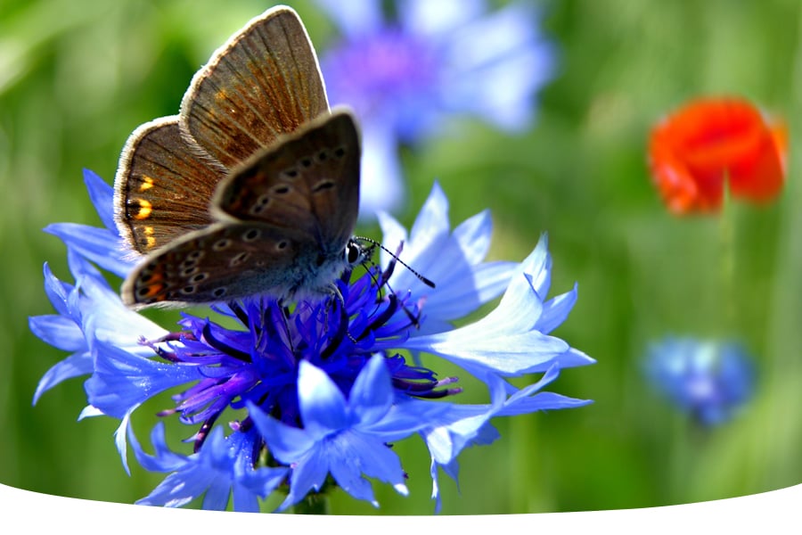 the most popular butterflies in the UK