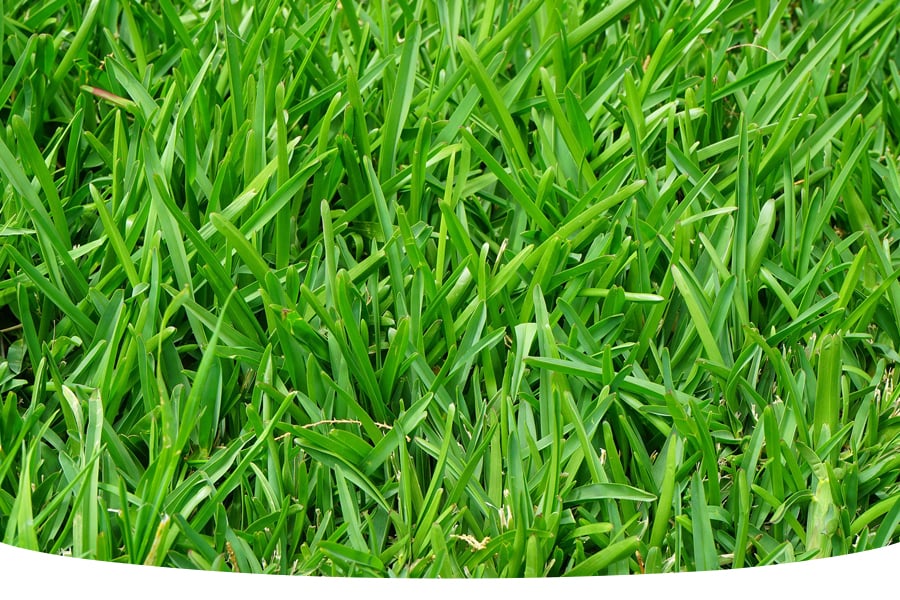 Weed grasses and how to get rid of them