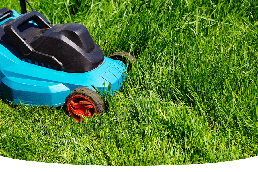 When should I mow my lawn?