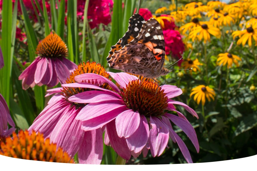 10 wildflowers that butterflies love