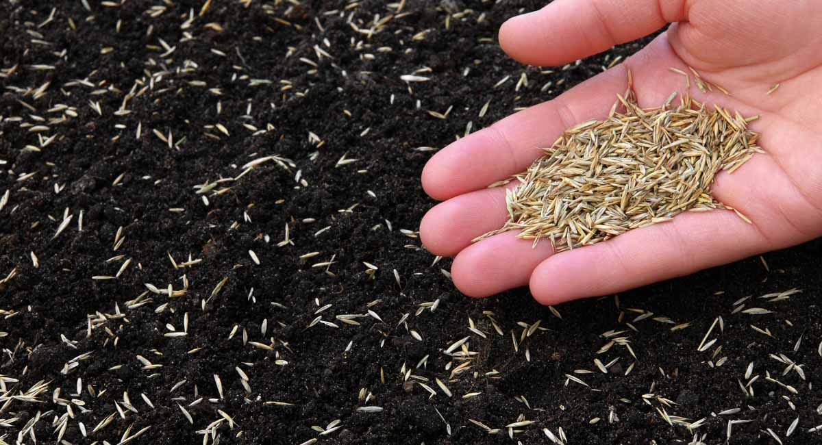 How to sow grass seed