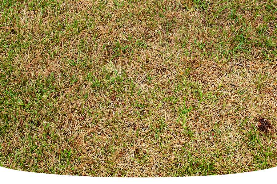 common UK lawn diseases on garden grass
