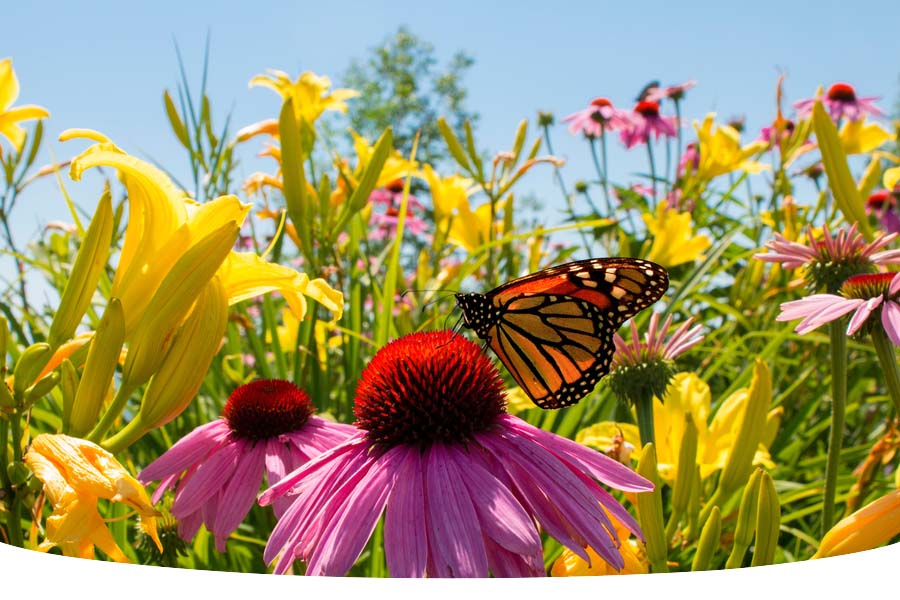 The difference between annuals and perennial wildflowers
