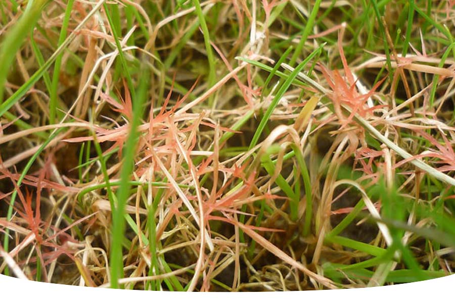 garden lawn grass with red thread