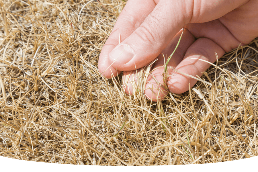 How to care for your lawn in a drought