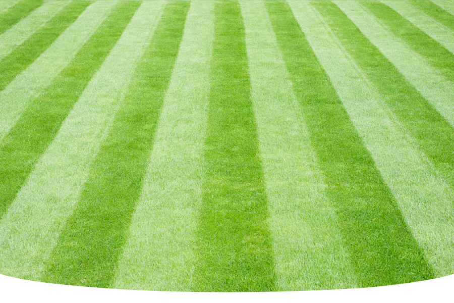 How to care for a fine lawn