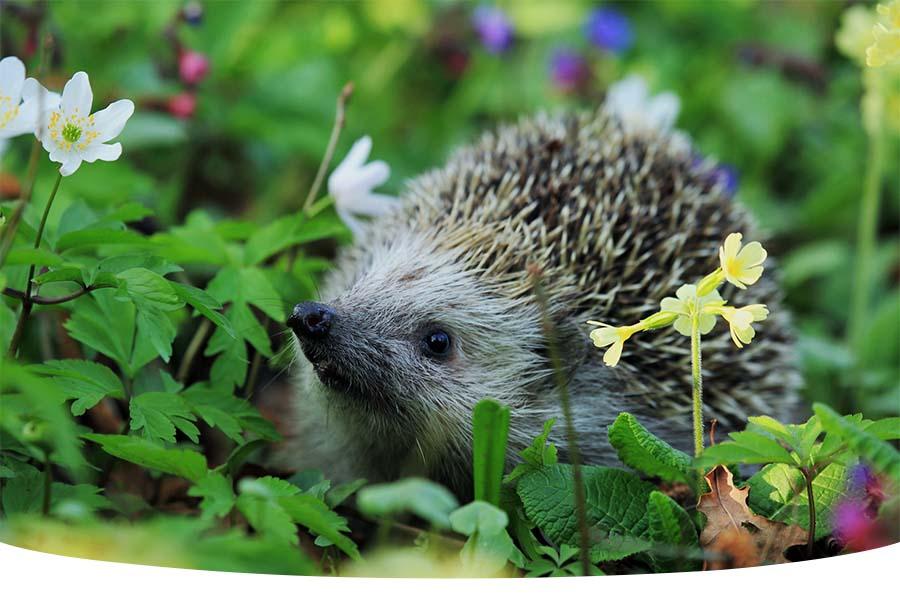 6 tips for creating a hedgehog friendly garden