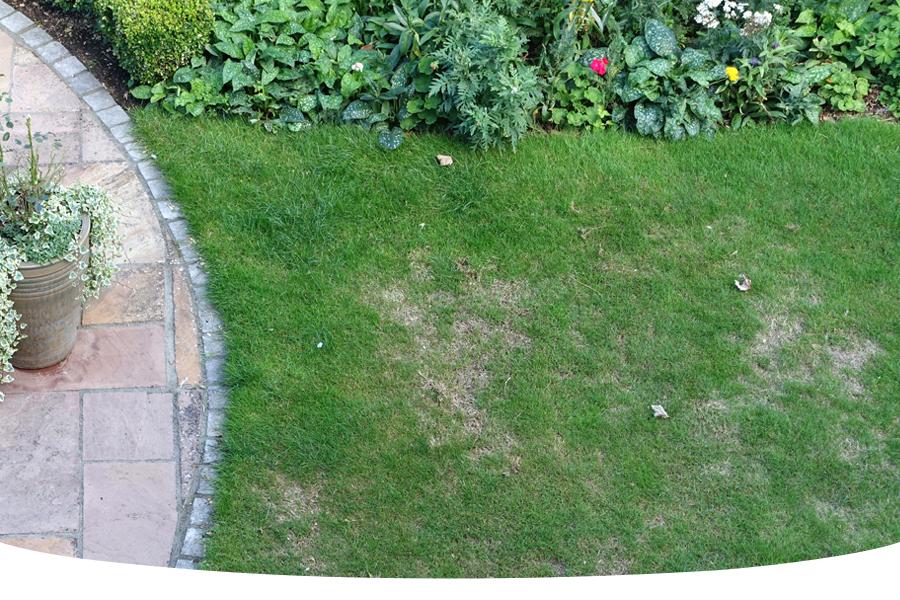 How to repair patches in your lawn