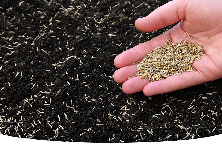 Will grass seed grow if you just throw it on the ground?