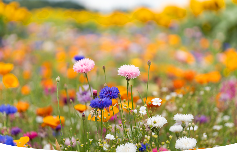 Can I sow wildflowers in Autumn?