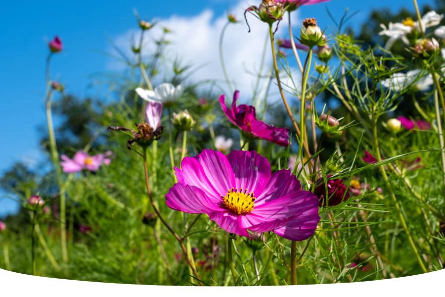 Are wildflowers easy to grow?