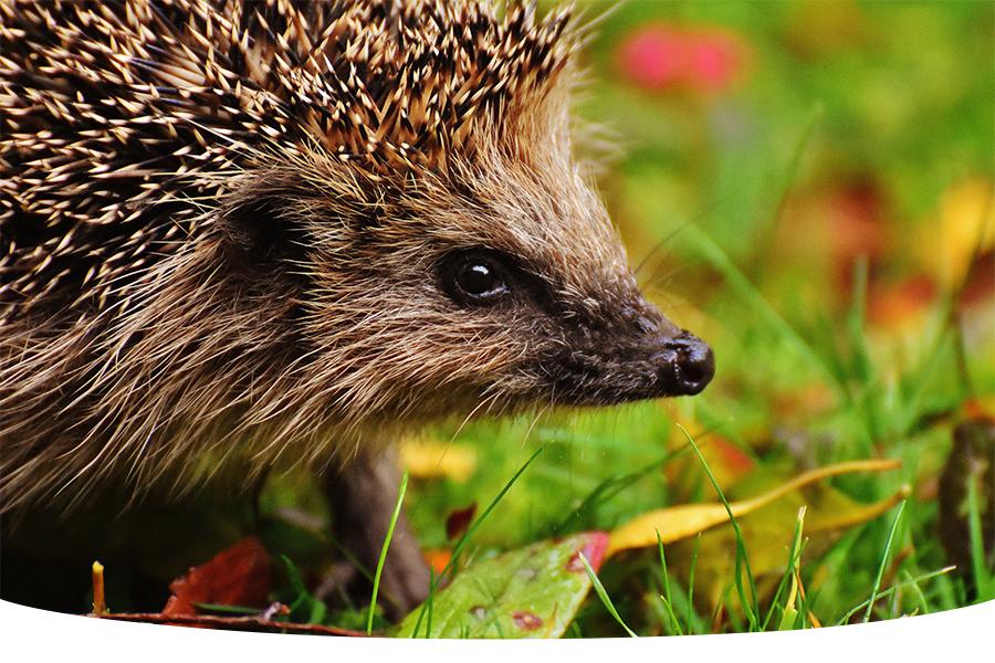7 ways to help garden wildlife this winter  Blog
