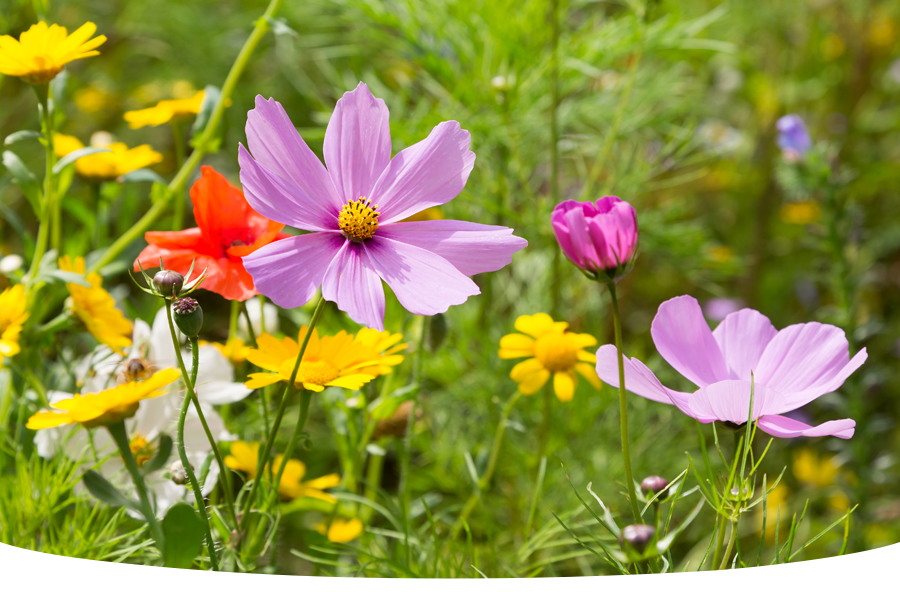 8 great reasons to sow wildflowers