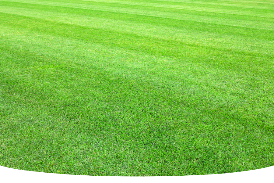 What should I feed my lawn in summer?