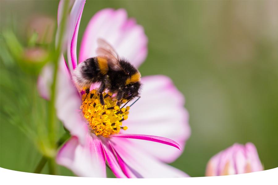 10 wildflowers that bees love!