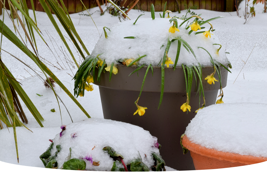Looking after your garden in January