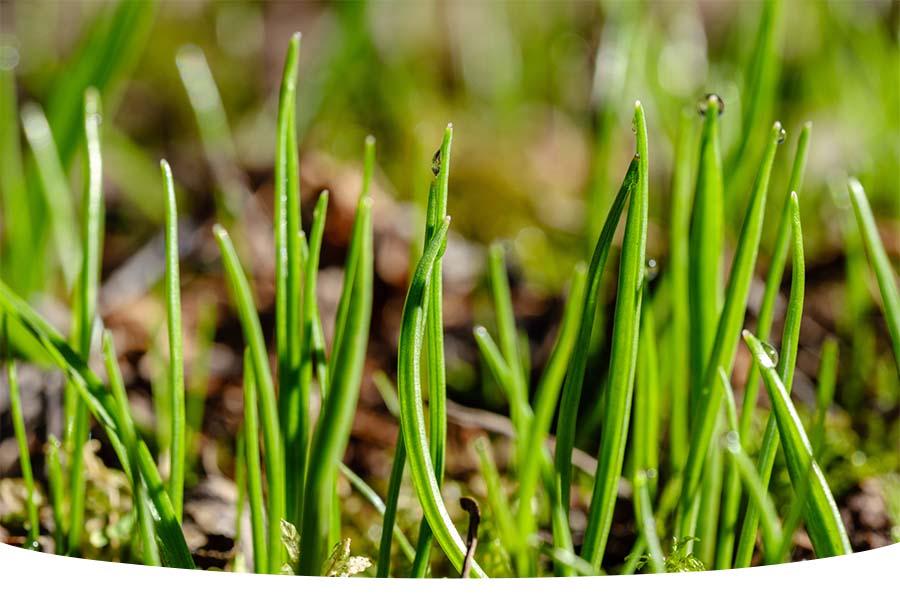 How long for grass seed to germinate?