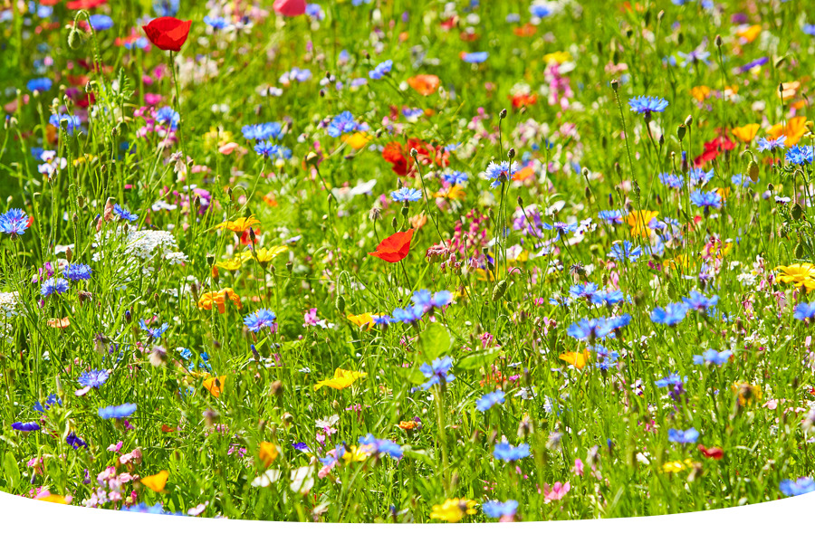 How to create a wildflower meadow