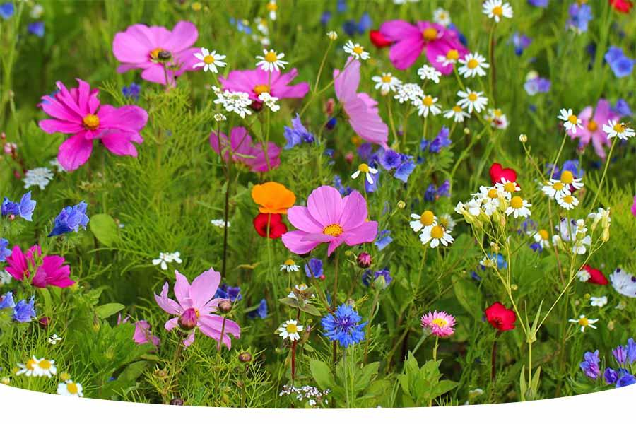 How to grow a wildflower garden