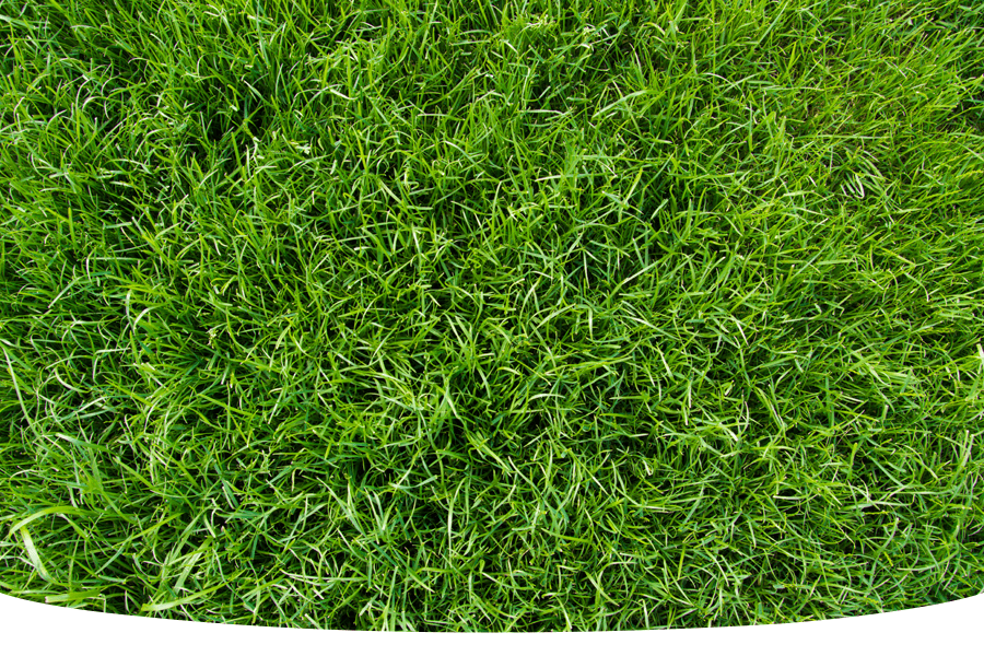 How to thicken up your lawn