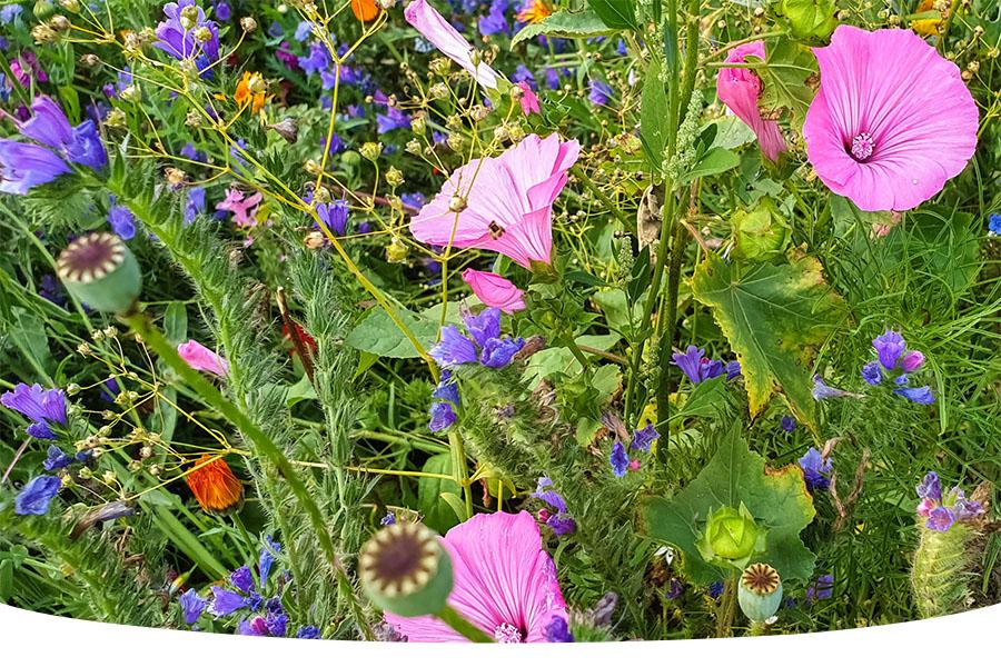When to sow wildflower seeds