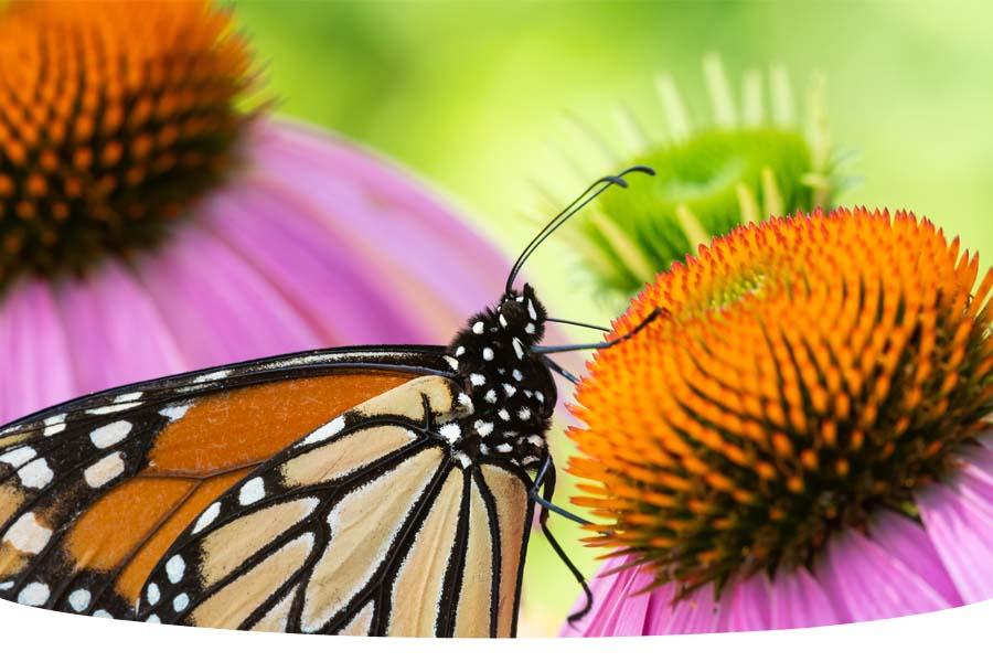 10 facts about butterflies