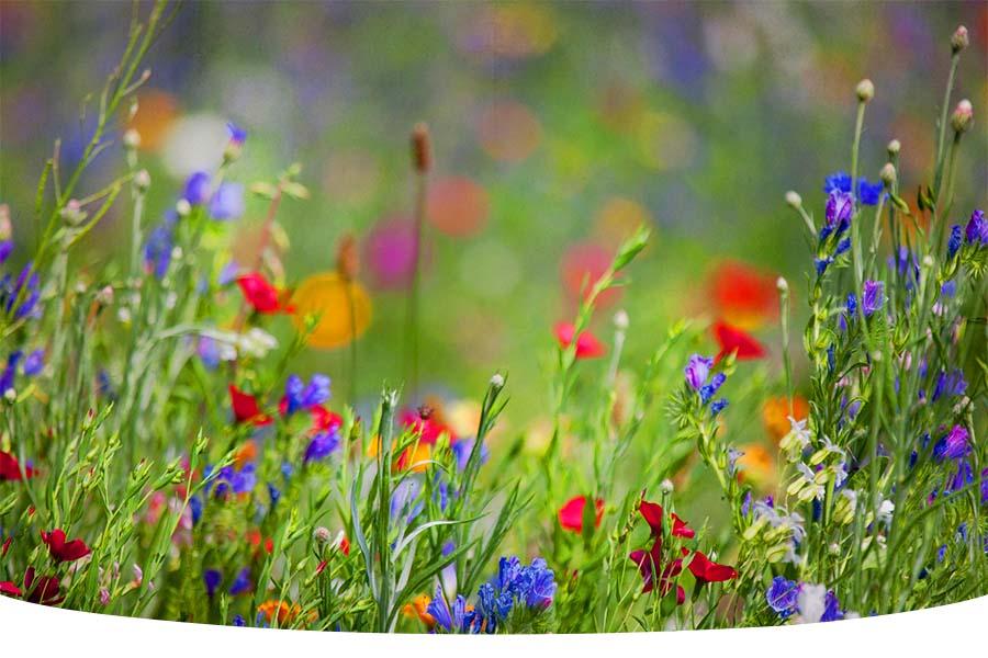 How to plant wildflower seeds