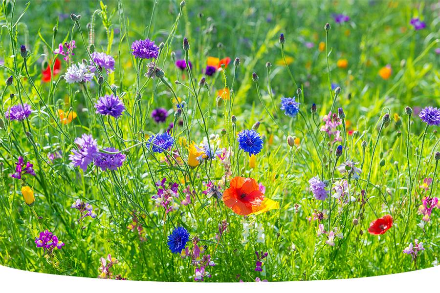 Can wildflowers grow in clay soil?