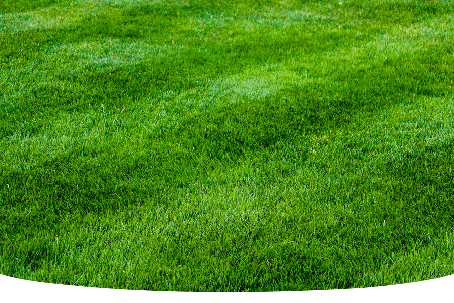 How to get a green lawn