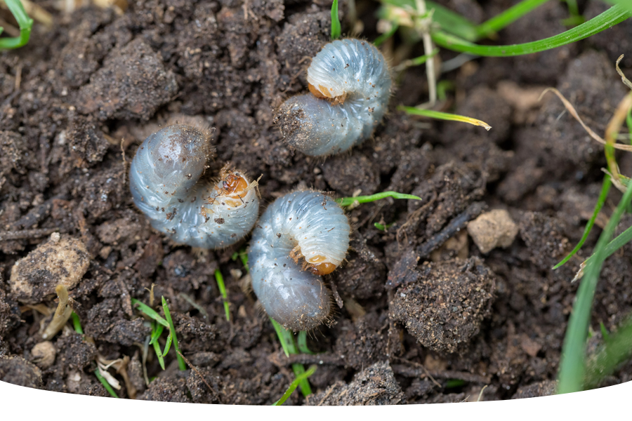 Common lawn pests and how to deal with them