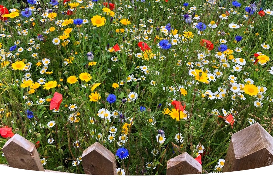 What wildflowers should I sow?