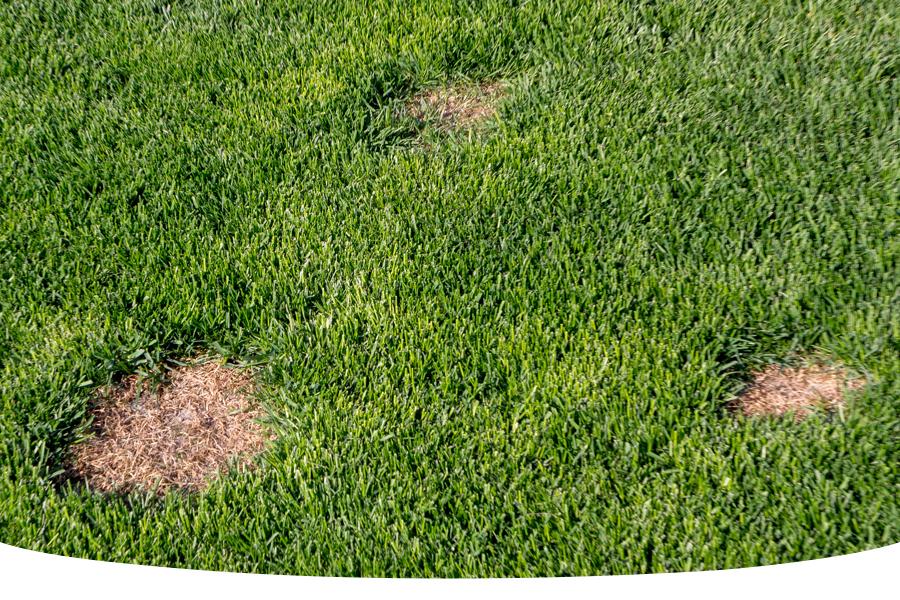Dog pee patches in lawn